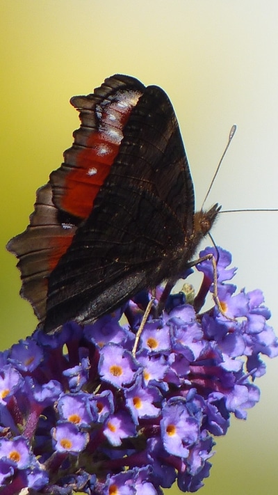 Animal Butterfly, Purple Flower, Insect, Flower, 720x1280