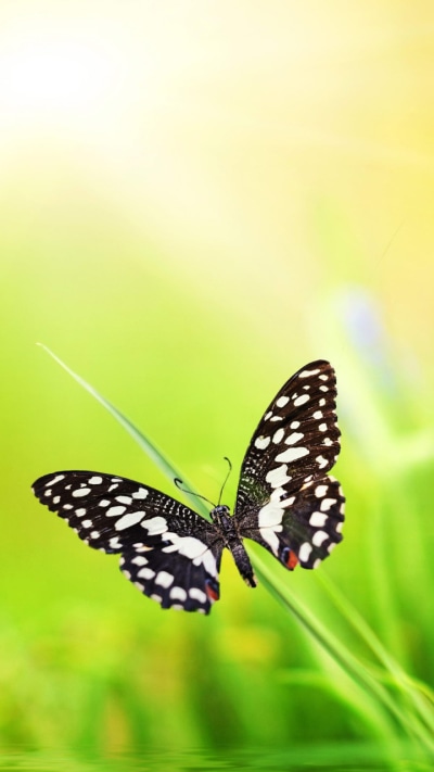 Animal Butterfly, 720x1280