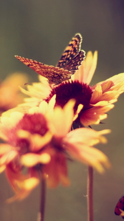 Animal Butterfly, 720x1280