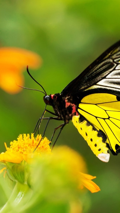 Animal Butterfly, 720x1280
