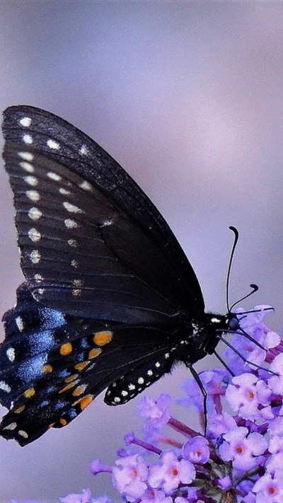 Animal Butterfly, Insect, Purple Flower, Flower, 720x1280