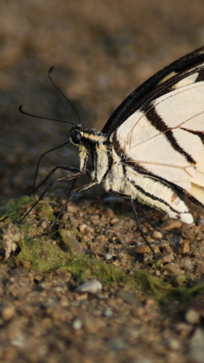 Animal Butterfly, 720x1280