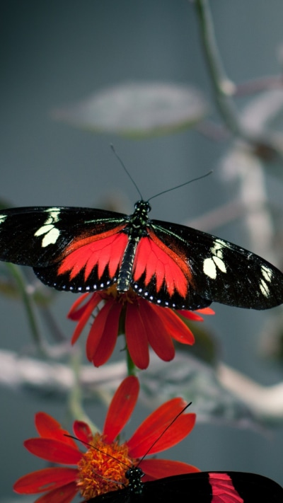 Animal Butterfly, 720x1280