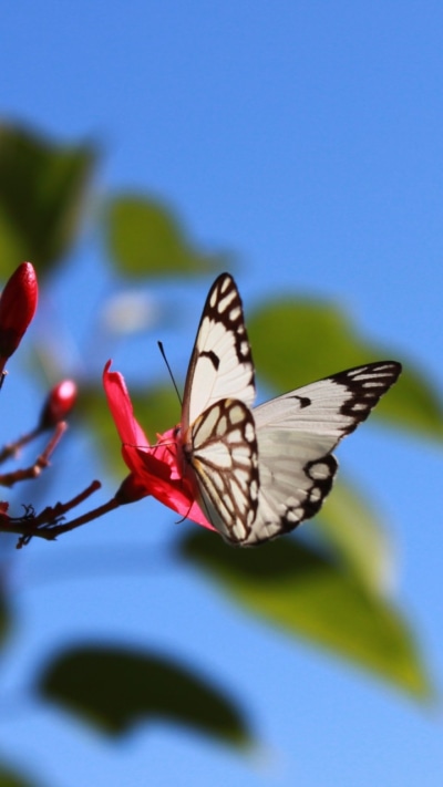 Animal Butterfly, 720x1280