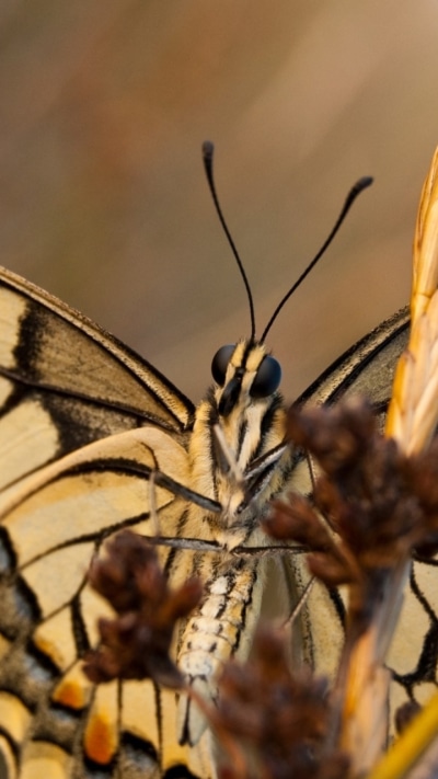 Animal Butterfly, 720x1280
