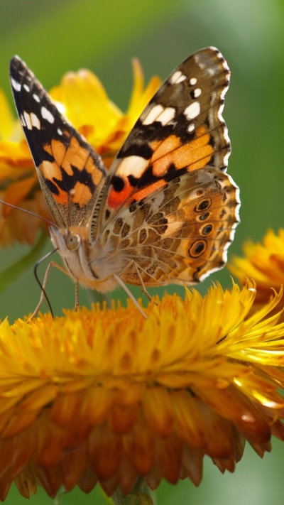 Animal Butterfly, Yellow Flower, Flower, Macro, 720x1280