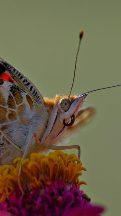 Animal Butterfly, 720x1280