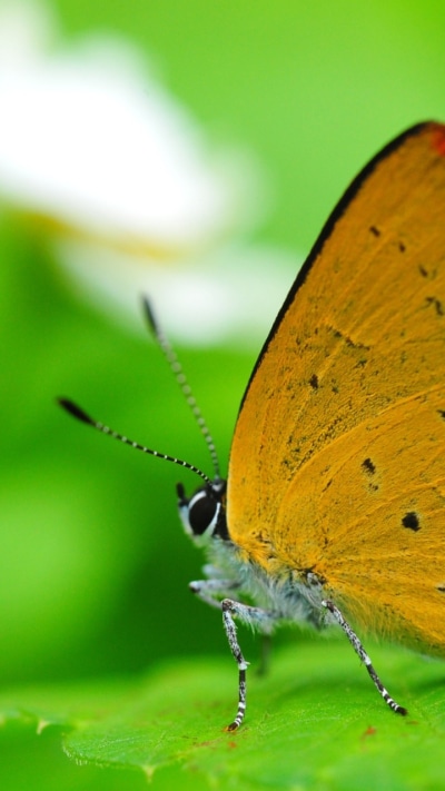 Animal Butterfly, 720x1280