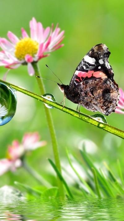 Animal Butterfly, 720x1280