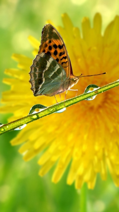 Animal Butterfly, 720x1280