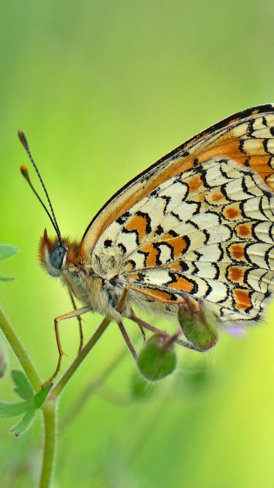 Animal Butterfly, 720x1280