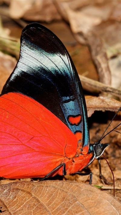 Animal Butterfly, 720x1280