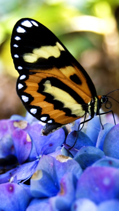 Animal Butterfly, 720x1280