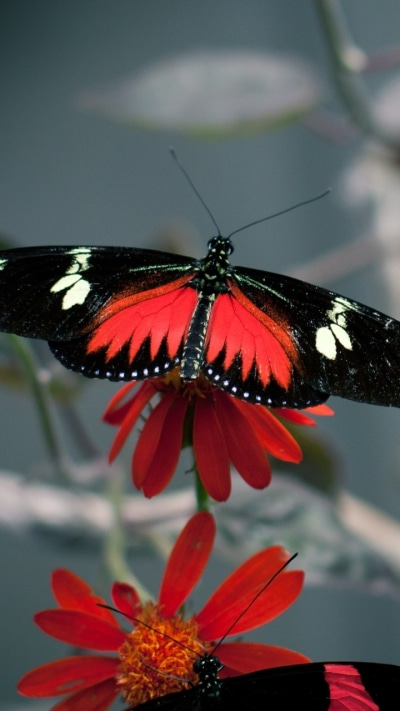 Animal Butterfly, 720x1280