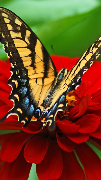 Animal Butterfly, Petal, Flower, Insect, Red Flower, Close-up, 720x1280