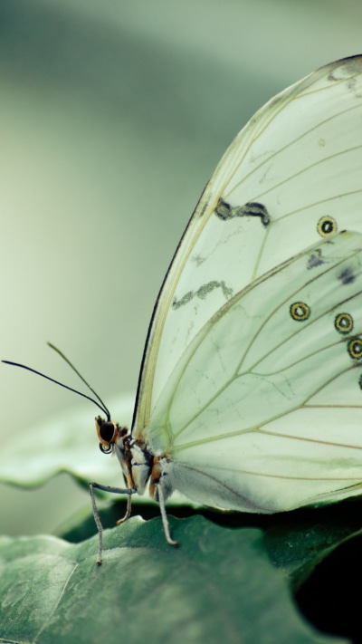 Animal Butterfly, Nature, Macro, 720x1280