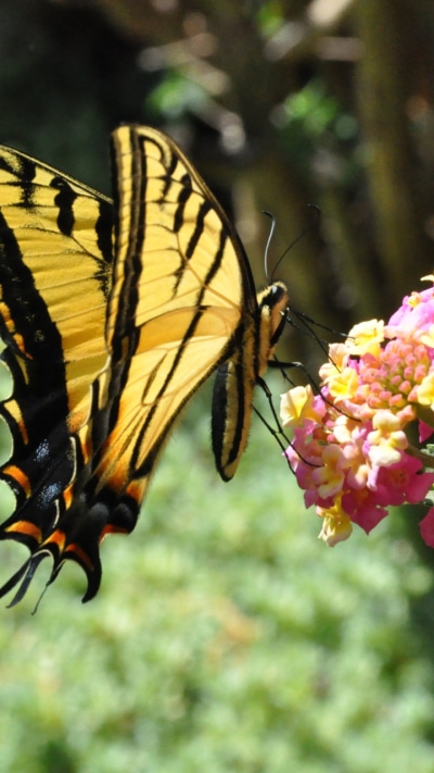 Animal Butterfly, 720x1280