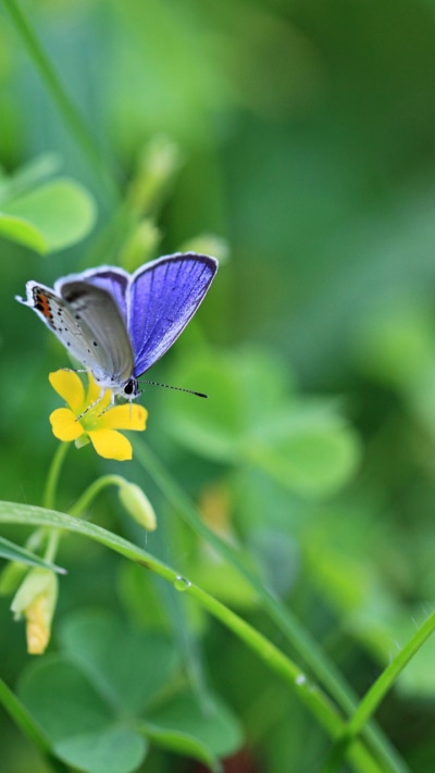 Animal Butterfly, 720x1280