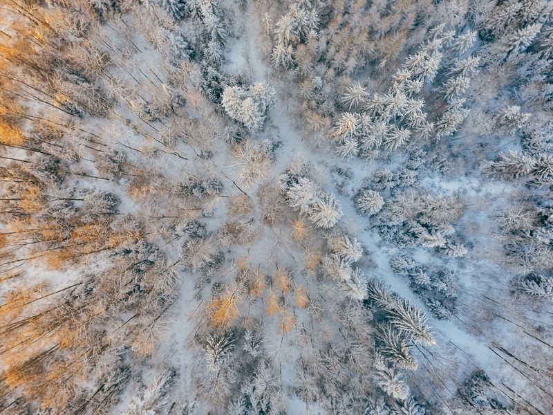 aerial, snow, trees, cold, forest, winter, hd, 4k