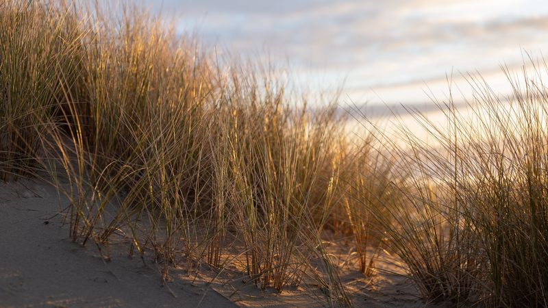 grass, sand, sun rays, 4k