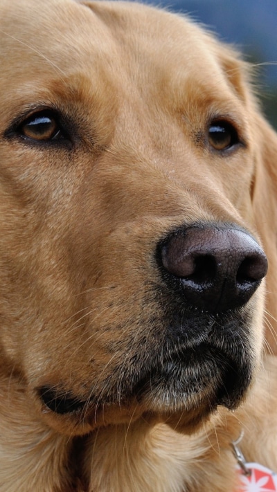 Animal Labrador Retriever, Dog, 720x1280