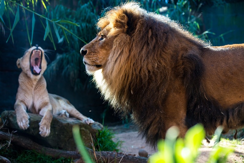 lion, cub, animals, hd, 4k