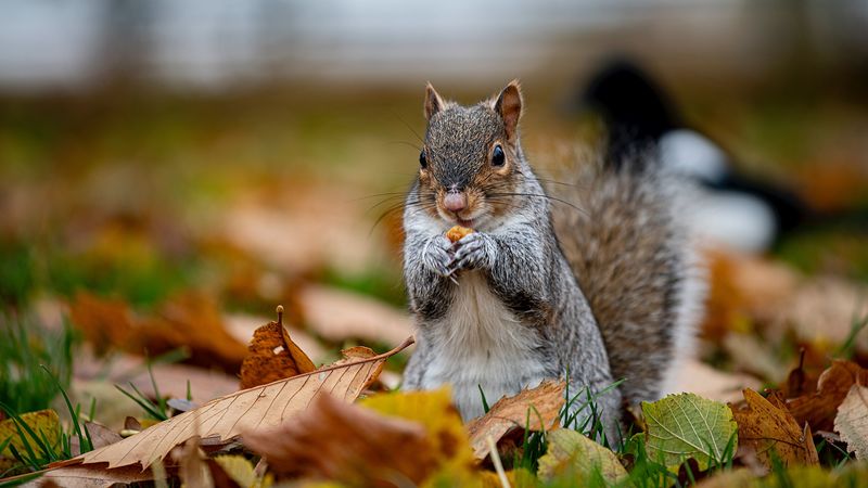 squirrel, cute, animal, funny, 4k