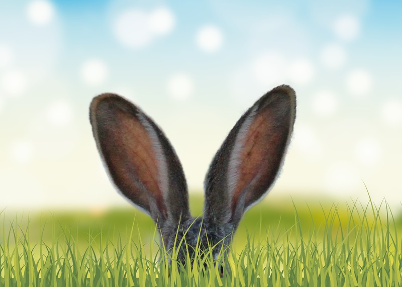 rabbit, animals, hd, grass, 4k, 5k