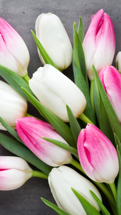 Man Made Flower, Pink Flower, White Flower, Tulip, 720x1280
