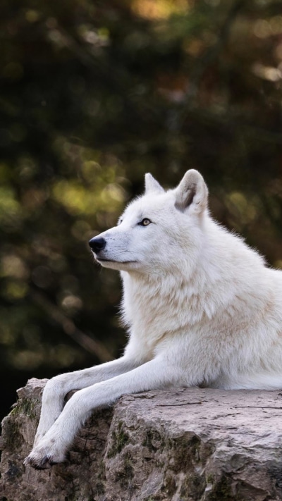 Animal Wolf, 720x1280