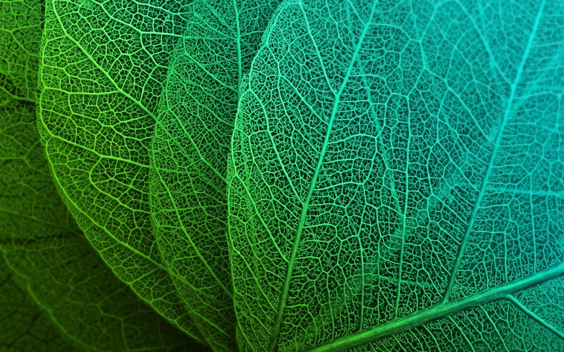 leaf, macro, stock, nature, hd