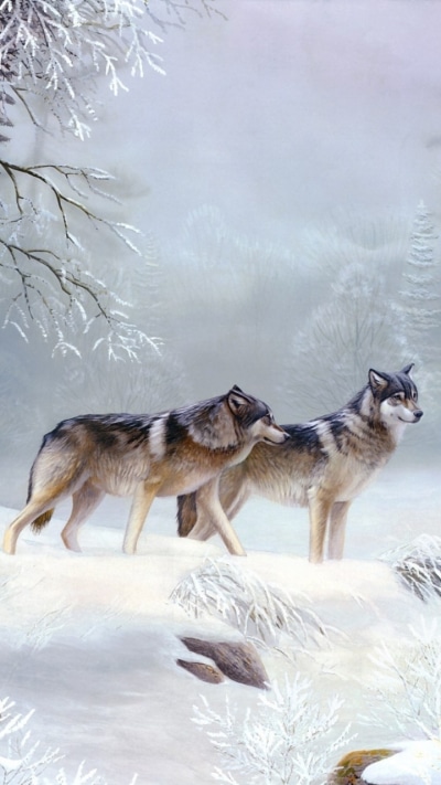 Animal Wolf, Winter, Snow, 720x1280