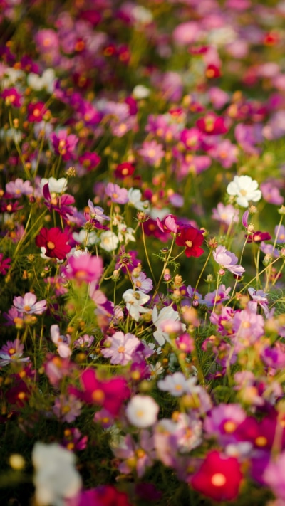 Earth Flower, Pink Flower, Blur, Red Flower, Nature, Meadow, 720x1280