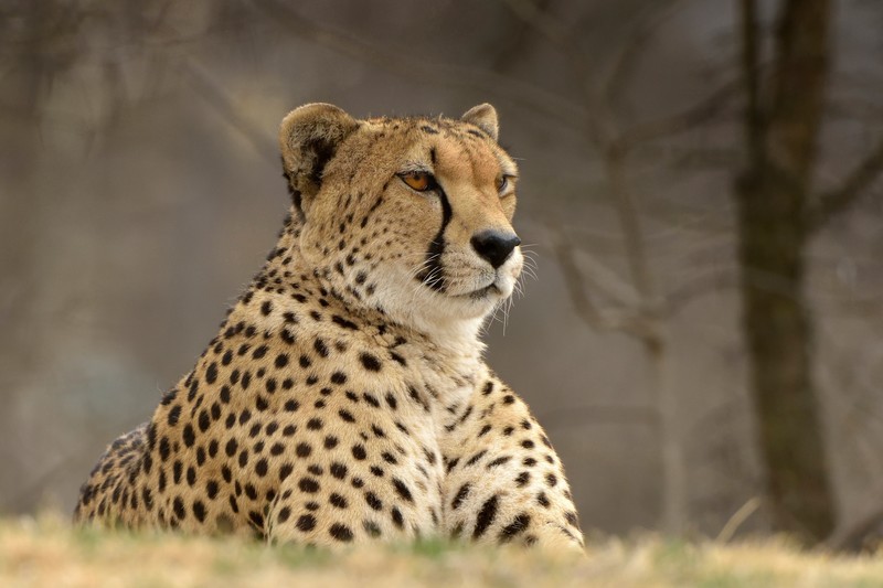 cheetah, animals, hd, 4k