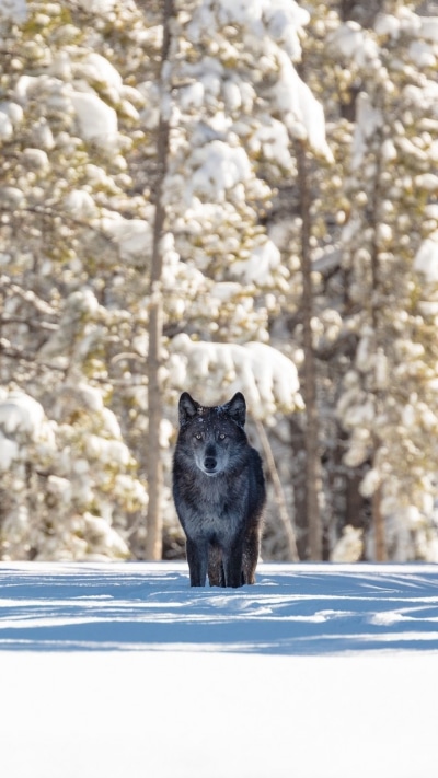 Animal Wolf, Snow, Winter, 720x1280