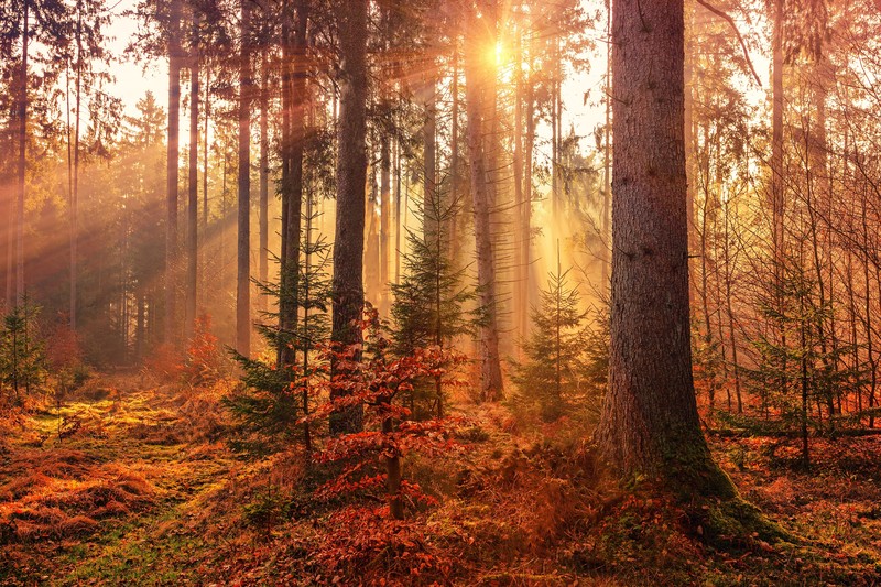 sunbeam, autumn, forest, hd, 4k, 5k, nature