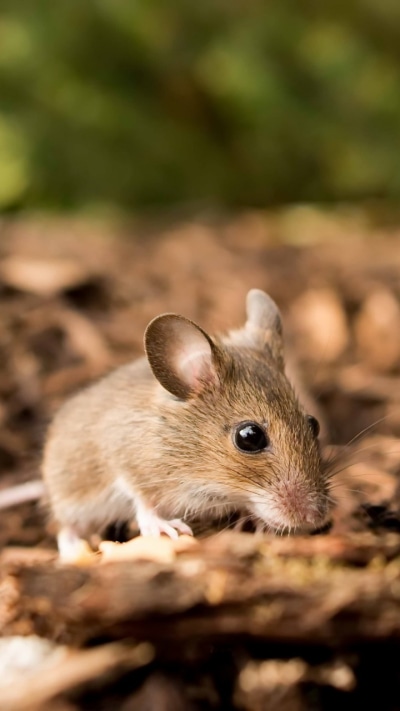 Animal Mouse, Close-up, Rodent, 720x1280