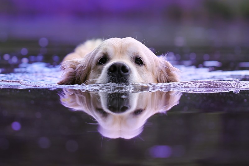 dog, animals, hd