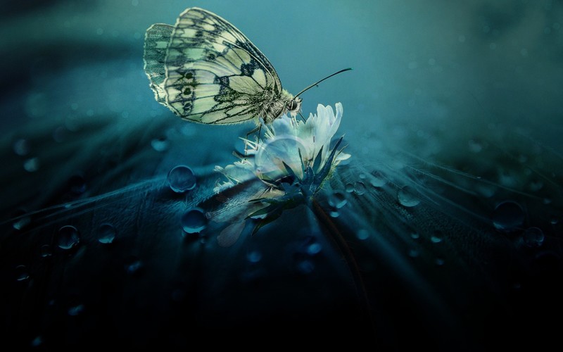 nature, butterfly, hd, drop