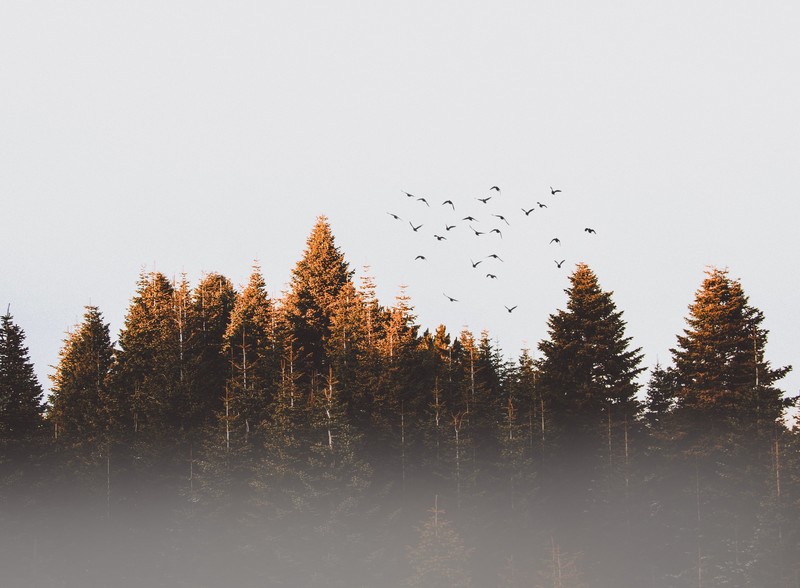 trees, nature, hd, landscape, birds, 4k
