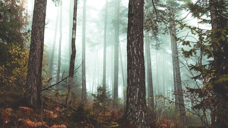 forest, fog, autumn, 4k