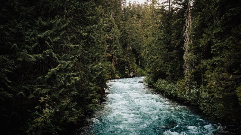river, forest, trees, water, nature, 4k