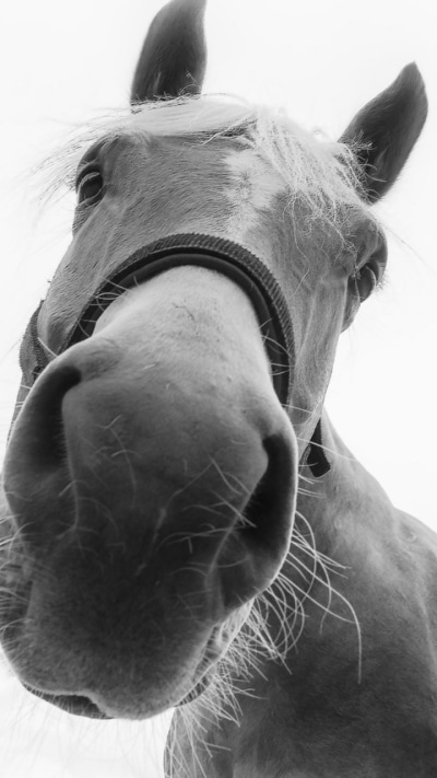 Animal Horse, Stare, Close-up, Monochrome, 720x1280