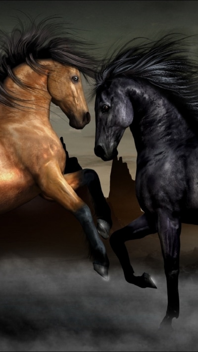 Animal Horse, 720x1280