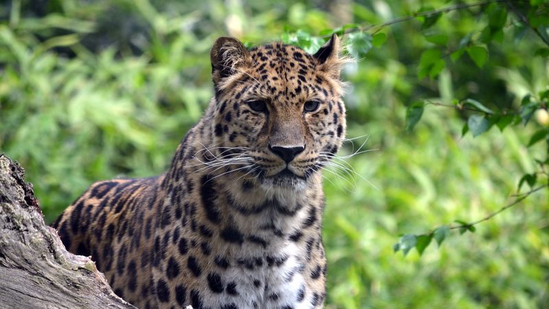 leopard, predator, big cat, wildlife, 4k