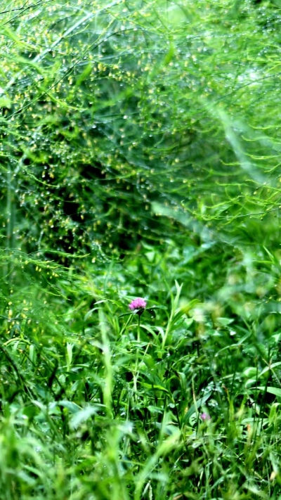 Earth Flower, Plant, Green, Clover, 720x1280