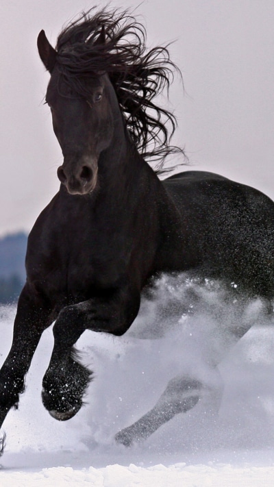Animal Horse, 720x1280