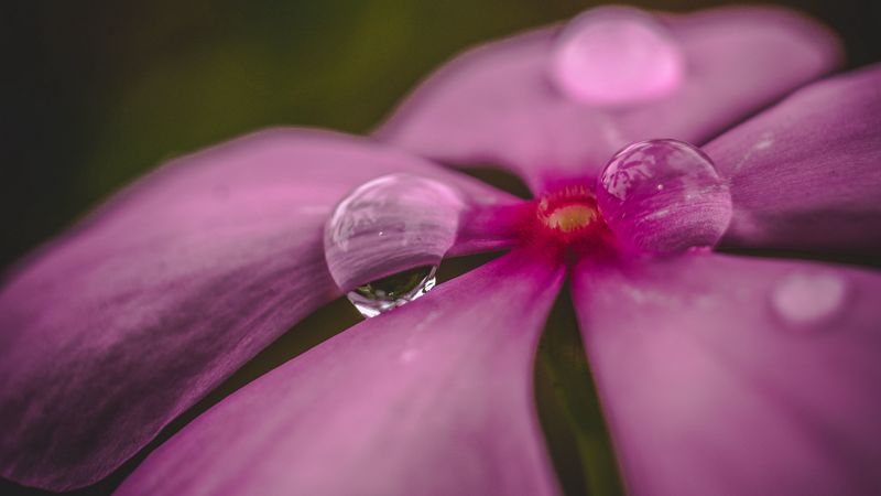 flower, petals, drops, water, macro, 4k