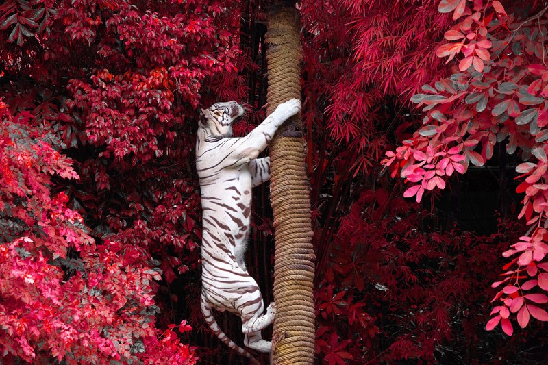 white tiger, tiger, animals, hd