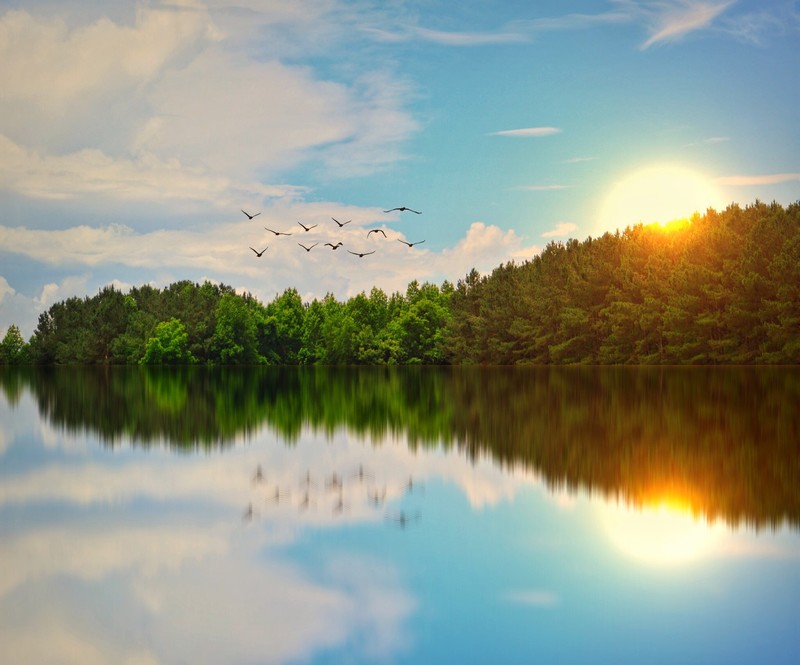 lake, birds, nature, hd, photography